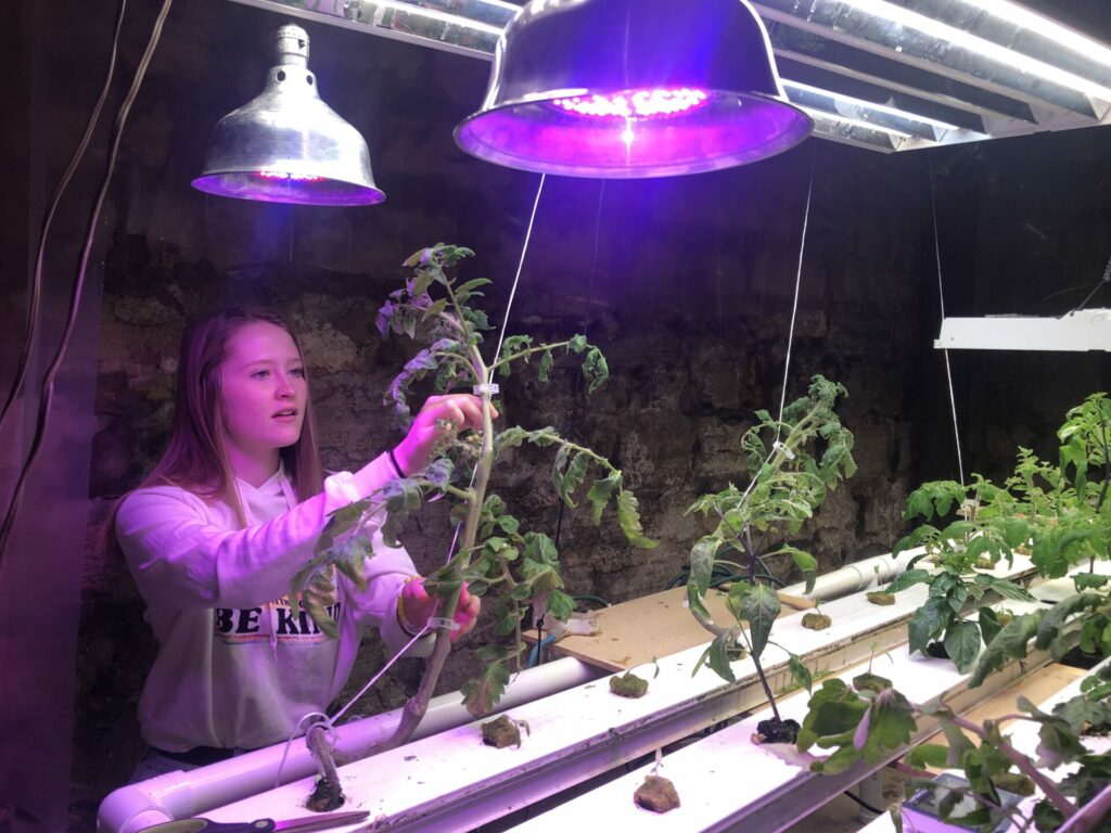 Iowa Big learner in a greenhouse with uv lamps