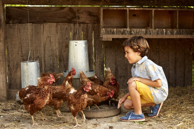 Smiling boy looking at hens in coop