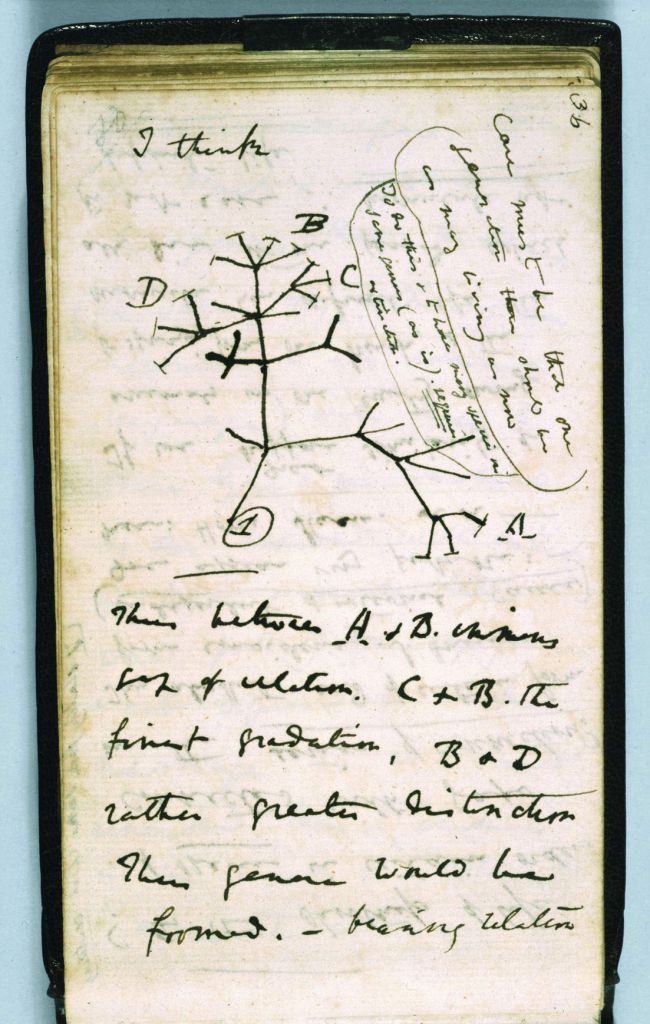 Recreation of Darwin's Tree of Life sketch from 1837.