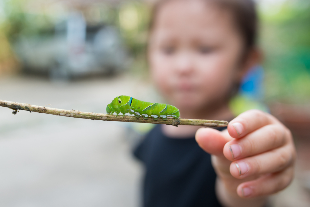 close up of a catepillar on a twig being held by a young learner