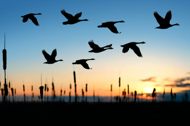 photo of birds flying over a field