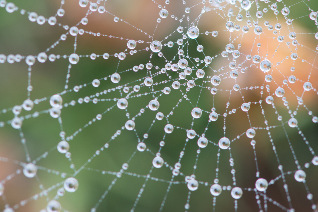 close up photo of a spider web