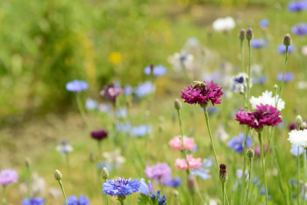 close up of flowers in a field