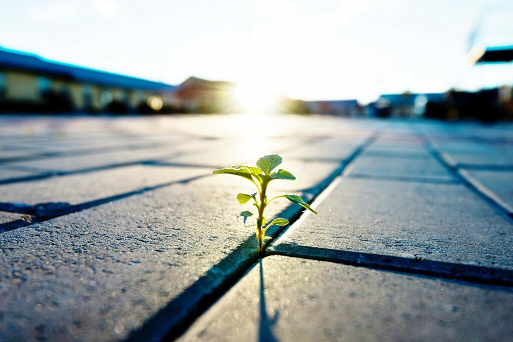 close up photo of a seedling growing through concrete