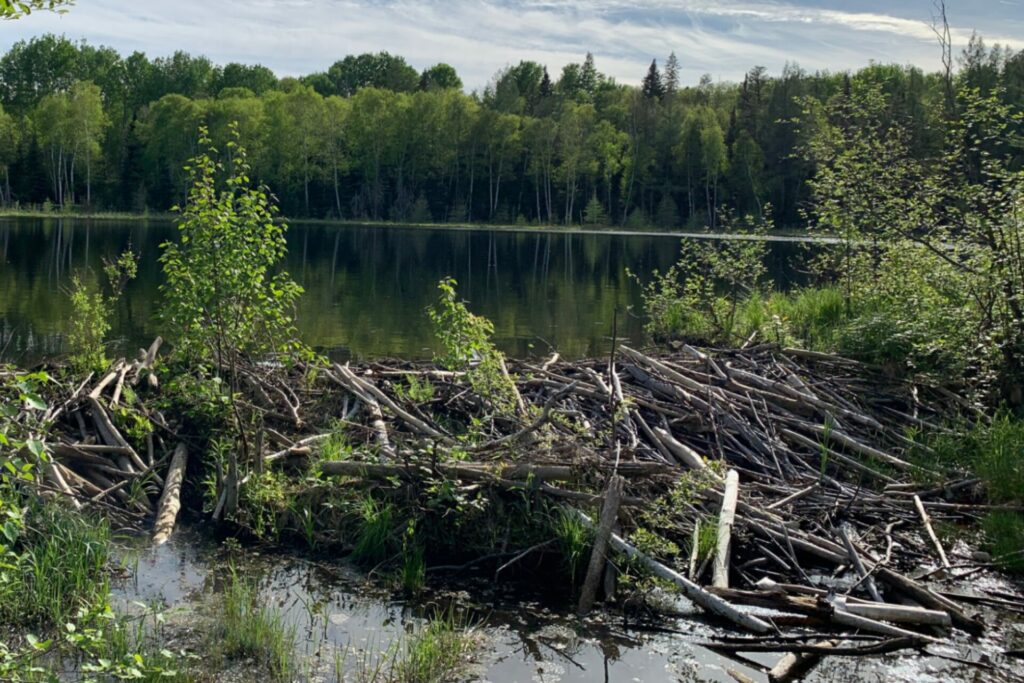 Photo of a dam built by beavers