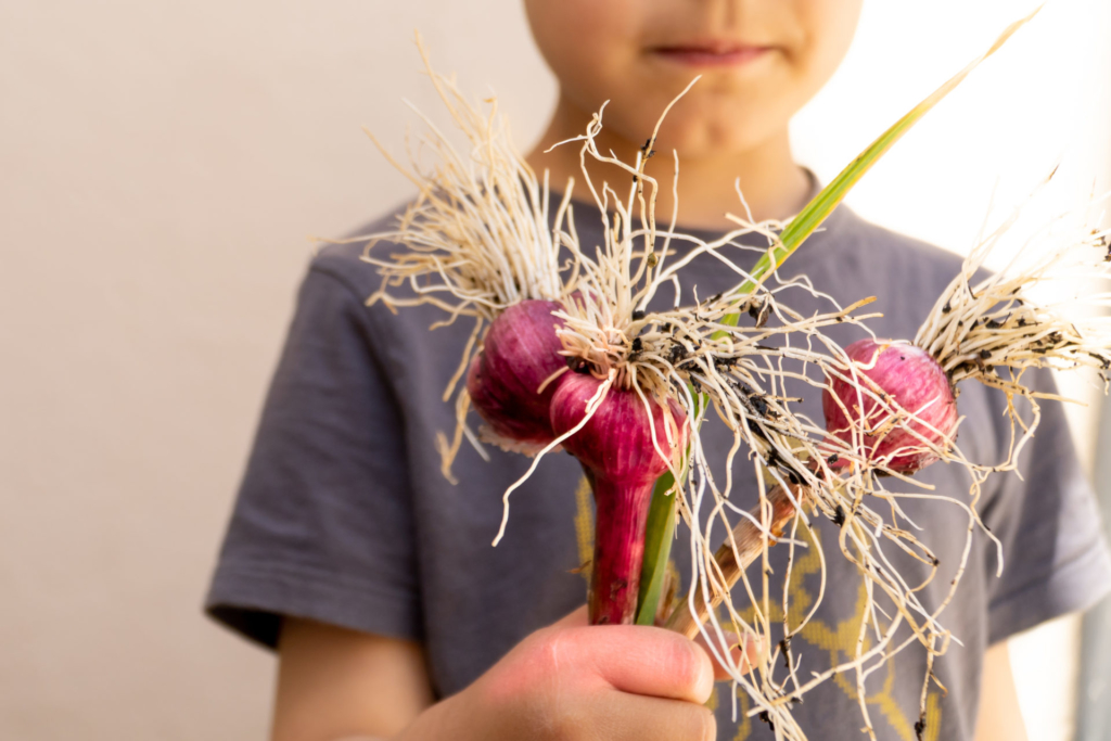 learner holding onions with its roots