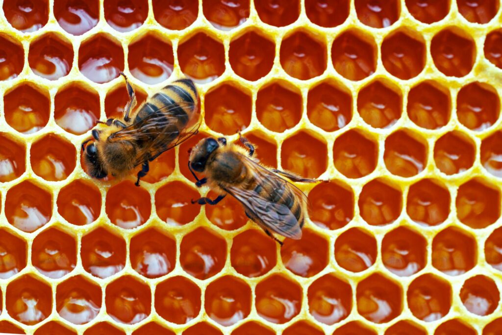 close up of bees and honeycomb